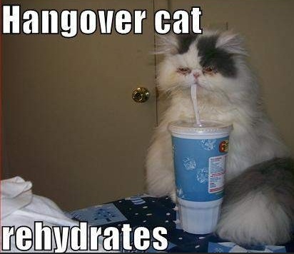 HangoverCat