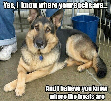 DogSocks