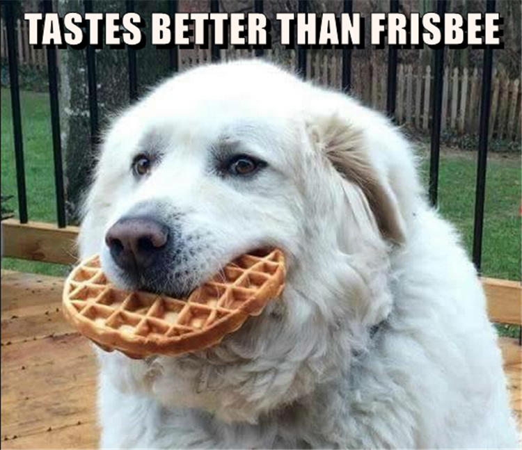 FrisbeeWaffle