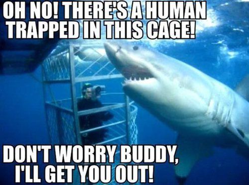 SharkHelper