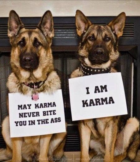 KarmaDogs