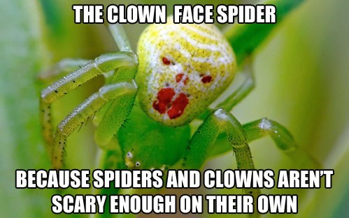 ClownSpider
