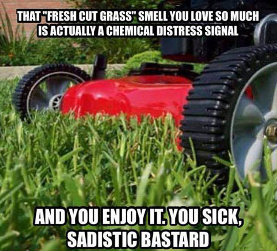 CutGrassSmell