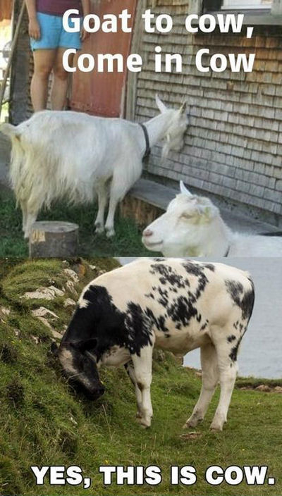 GoatCow