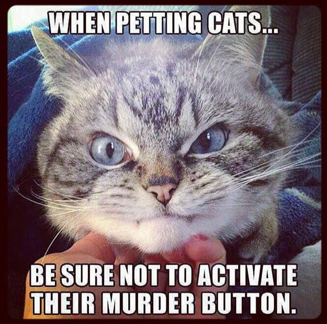 CatMurderButton