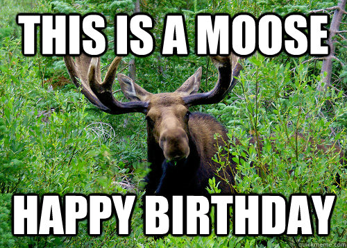 MooseBirthday