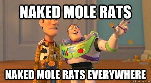 NakedMoleRats