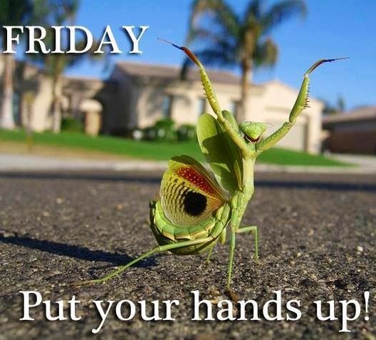 FridayMantis