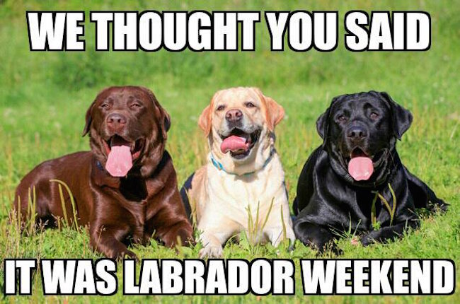 LabradorWeekend