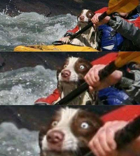 WhiteWaterDog