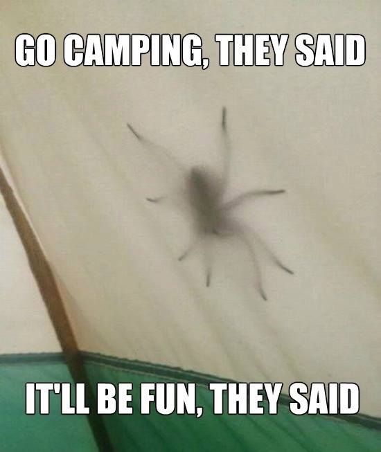 CampingSpider