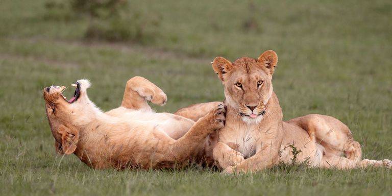 LaughingLioness
