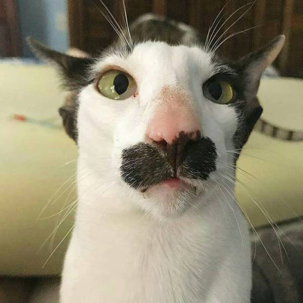 GrouchoKitty