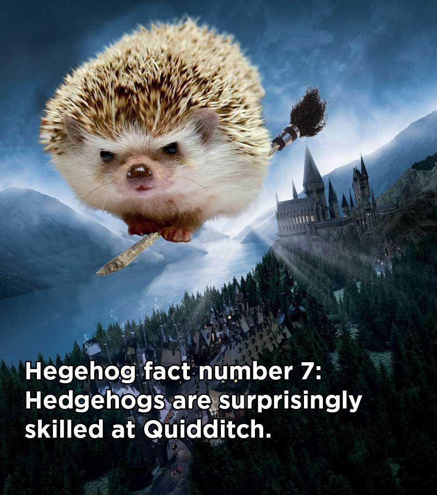 HedgehogQuidditch
