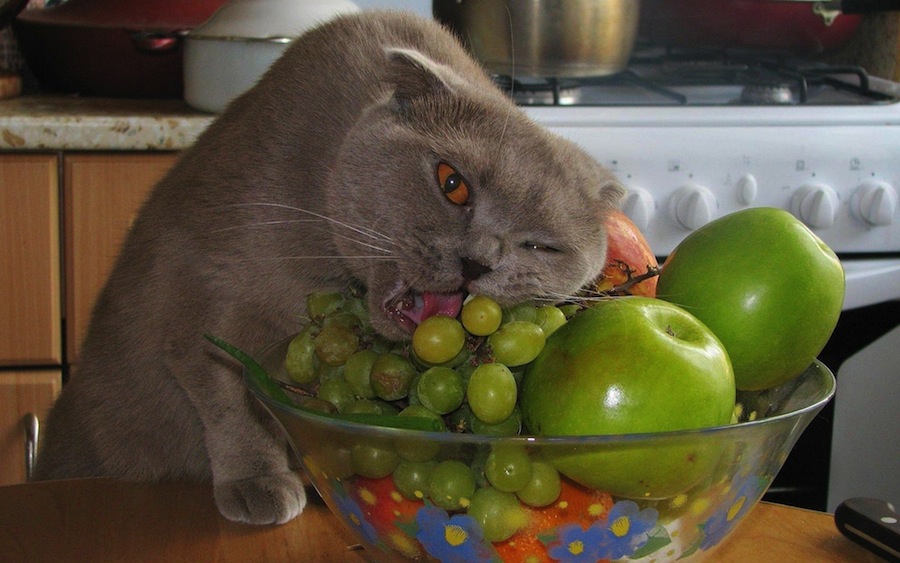 NomCat
