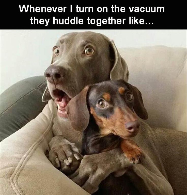 VacuumDogFear