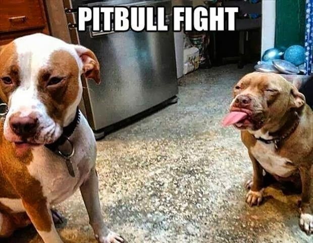 PitbullFight