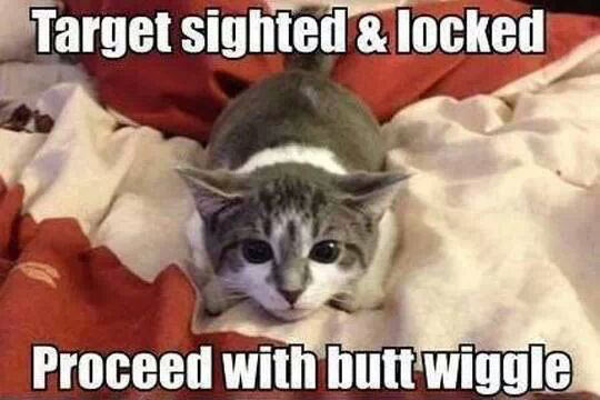 ButtWiggleKitty