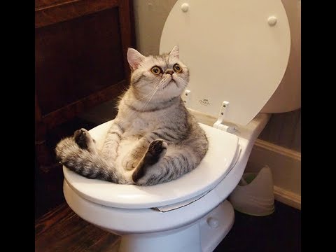 KittyGrunt