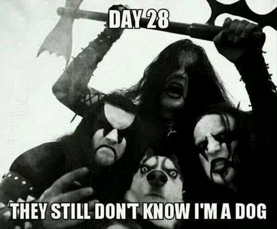 NorwegianDeathMetalDog