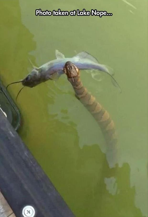 LakeNopeSnake