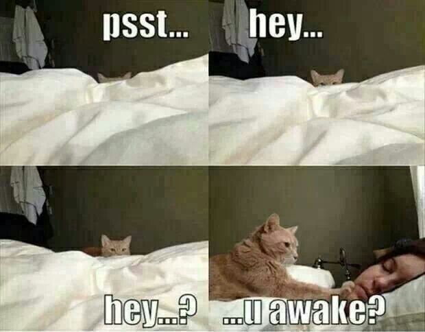 NotAwake