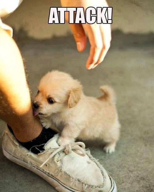 SavagePuppyAttack