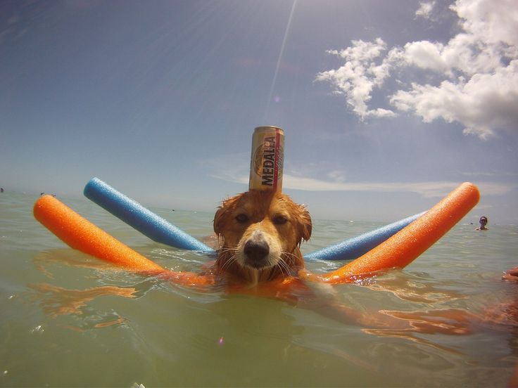 SwimmingDog