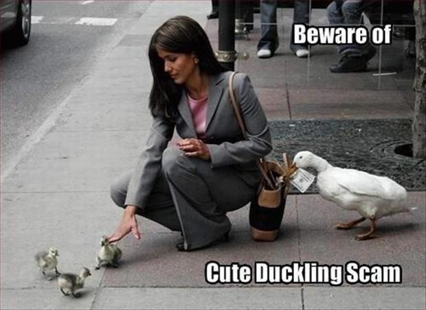 DucklingScam