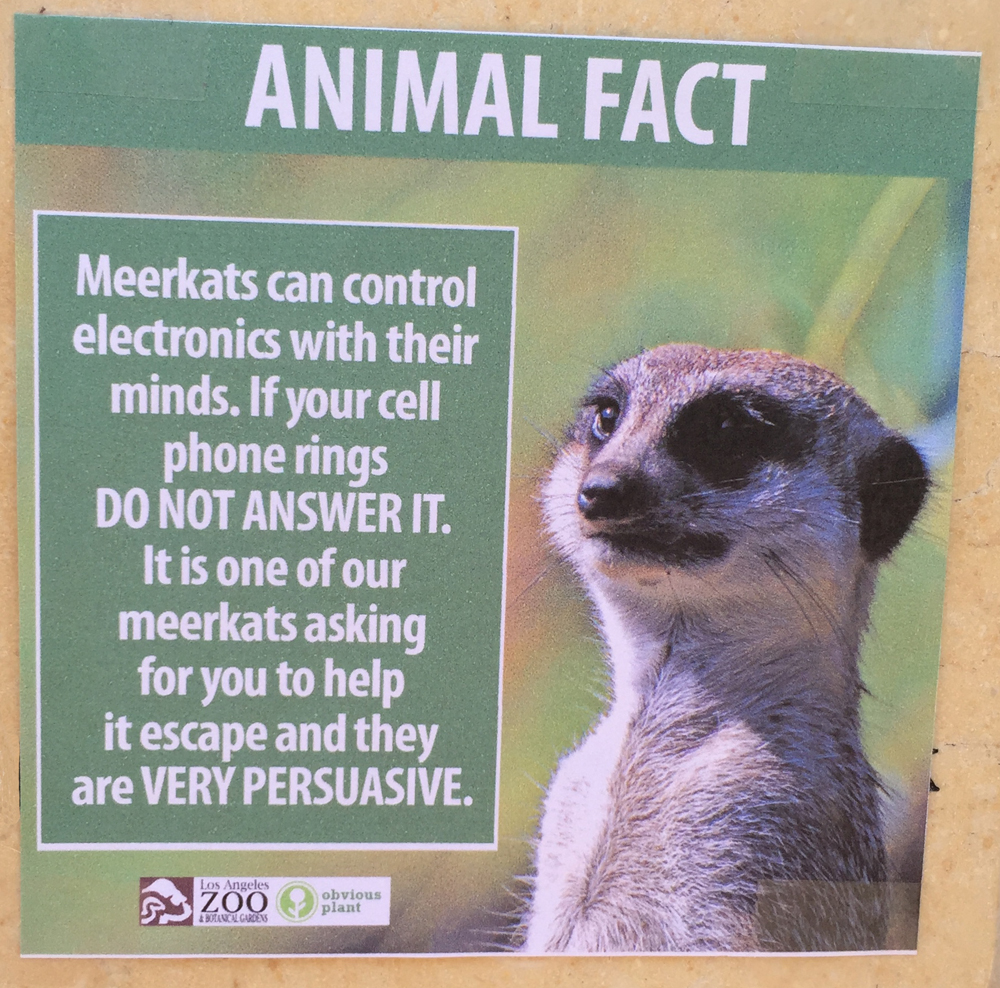 Meerkat Warning