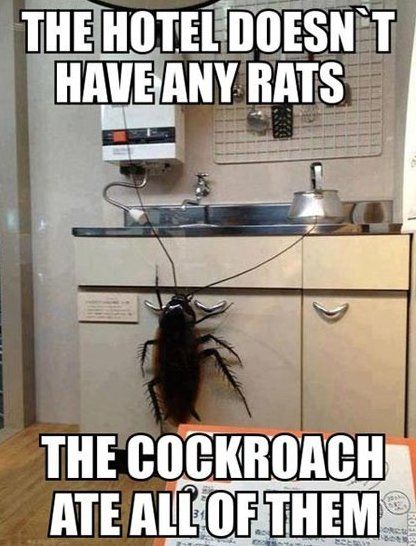 CockroachHungry