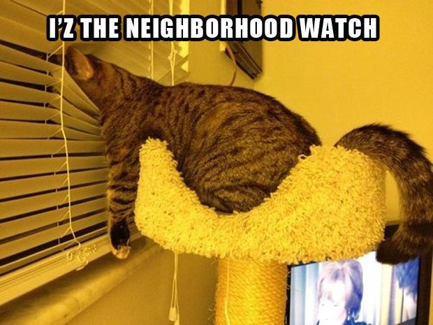 NeighborhoodWatchCat