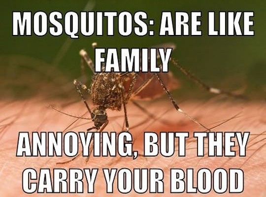 MosquitoFamily