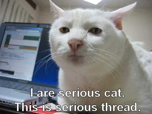 Serious Cat