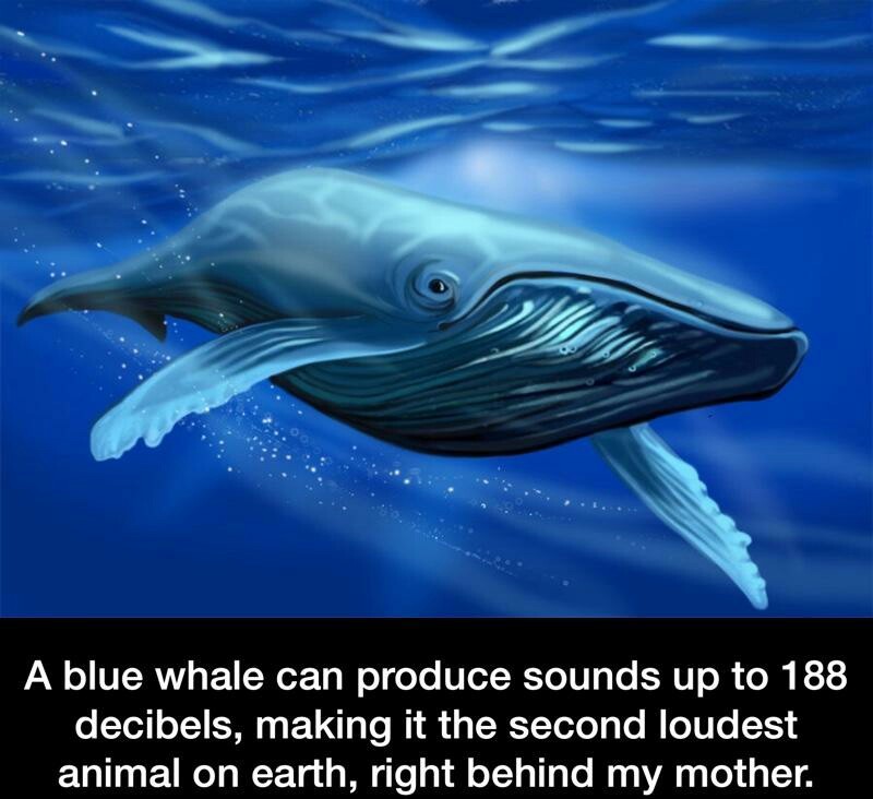 WhaleVolume