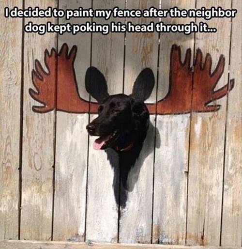 DogMoose